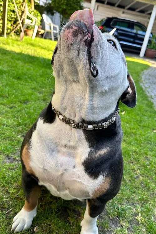 Hundeauslaufgebiet-Maffy’s Manufaktur-Bild