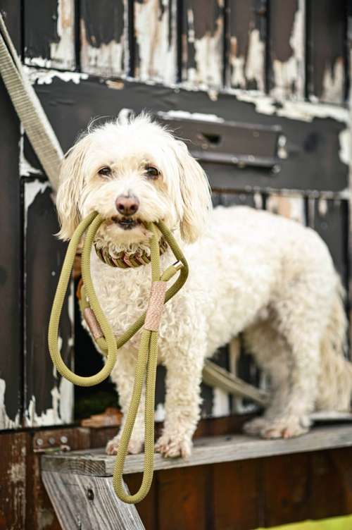 Hundeauslaufgebiet-Maffy’s Knotenwunder-Bild