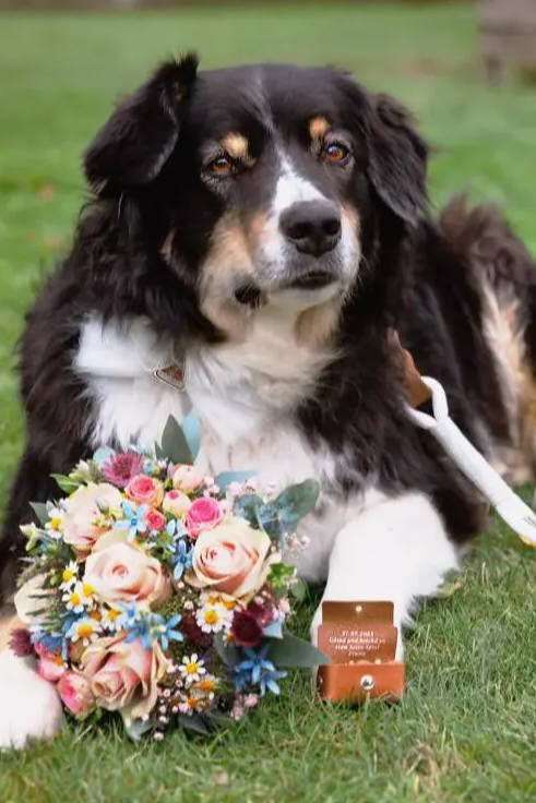 Hundeauslaufgebiet-Maffy’s Manufaktur-Bild