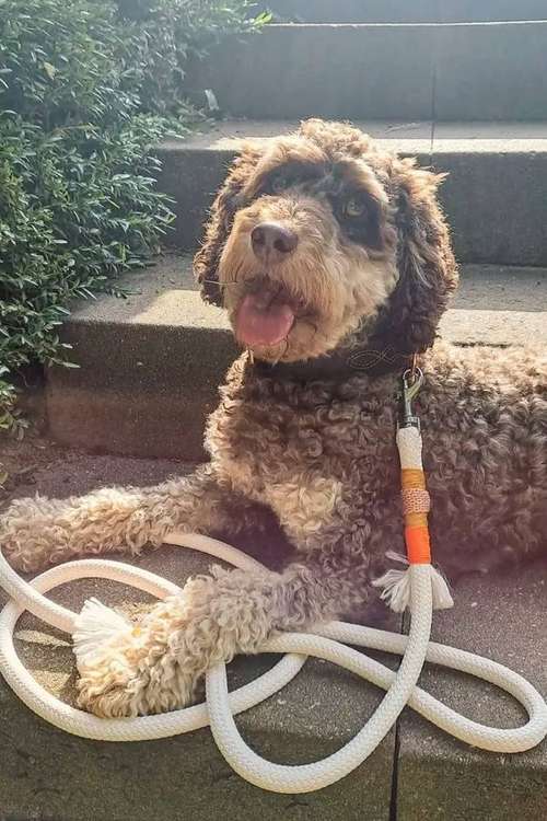 Hundeauslaufgebiet-Maffy’s Manufaktur-Bild