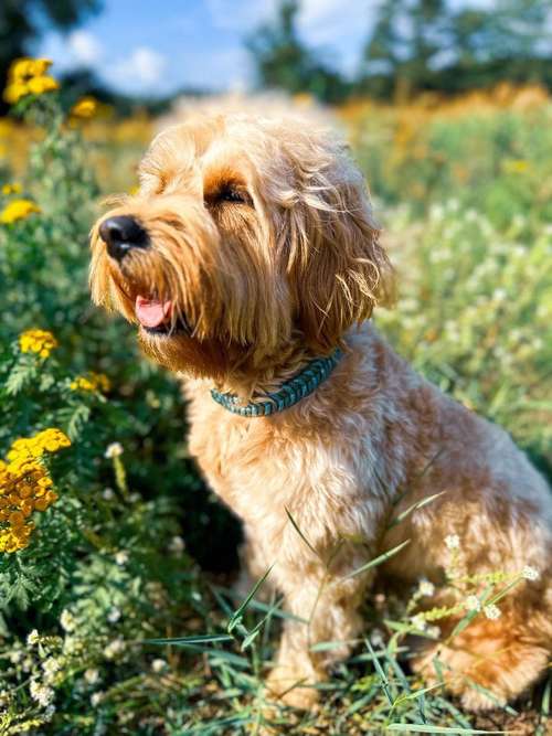 Hundeauslaufgebiet-Maffy’s Knotenwunder-Bild