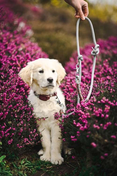 Hundeauslaufgebiet-Maffy’s Knotenwunder-Bild