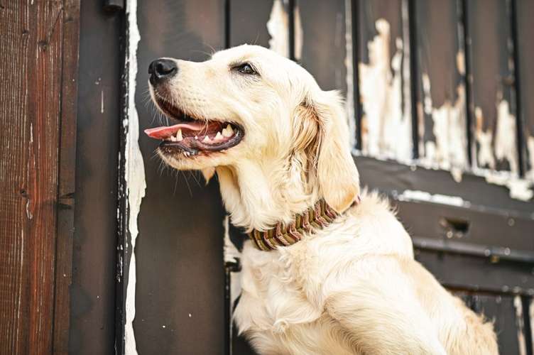 Hundeauslaufgebiet-Maffy’s Knotenwunder-Bild