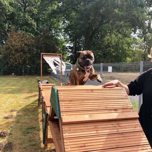 Hundeauslaufgebiet-Confidence-Hundetreff-Bild