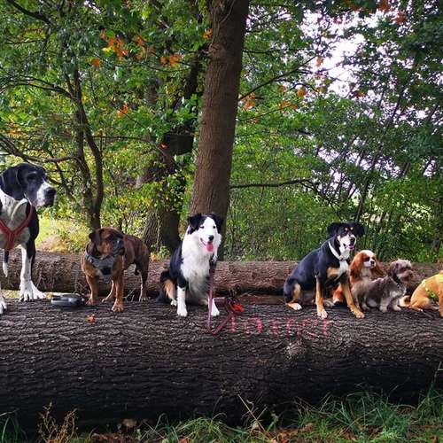 Hundeauslaufgebiet-Confidence-Hundetreff-Bild