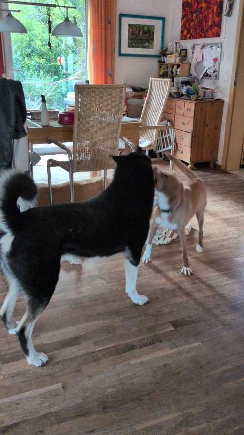 Hundeauslaufgebiet-Hundeschule-Silvia-Bild