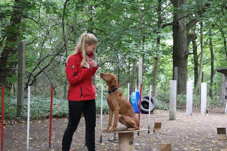 Hundeauslaufgebiet-Allgemeiner Hundeverein Kiebitzberg e.V.-Bild