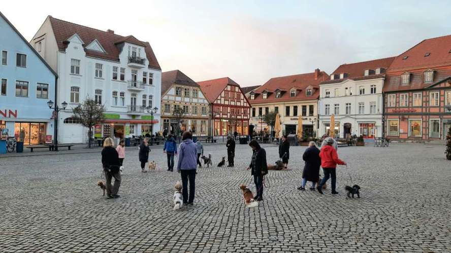 Hundeauslaufgebiet-Allgemeiner Hundeverein Kiebitzberg e.V.-Bild