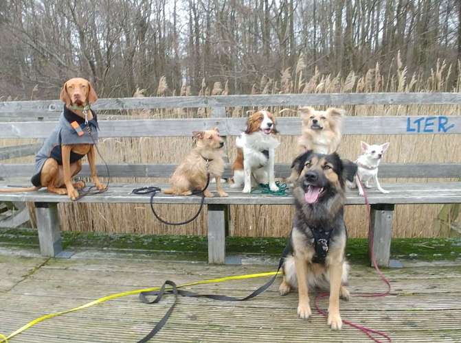 Hundeauslaufgebiet-Allgemeiner Hundeverein Kiebitzberg e.V.-Bild