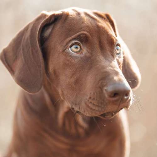 Hundeauslaufgebiet-Momentfang Fotografie-Bild