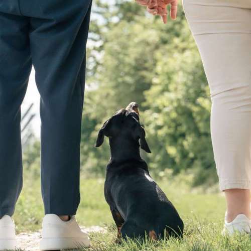 Hundeauslaufgebiet-Momentfang Fotografie-Bild