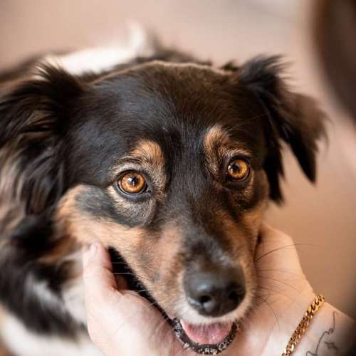 Hundeauslaufgebiet-Momentfang Fotografie-Bild