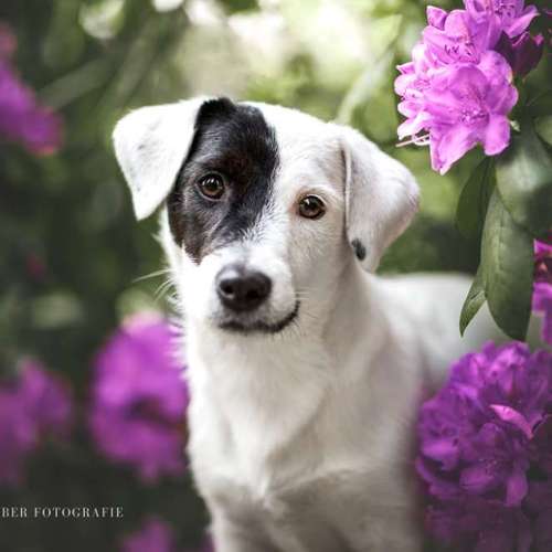 Hundeauslaufgebiet-Sofie Gruber Fotografie-Bild
