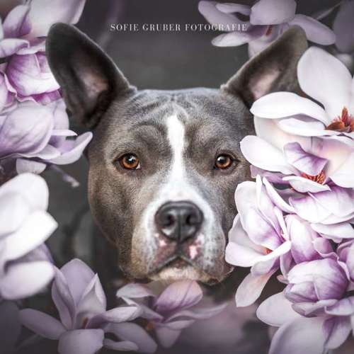 Hundeauslaufgebiet-Sofie Gruber Fotografie-Bild