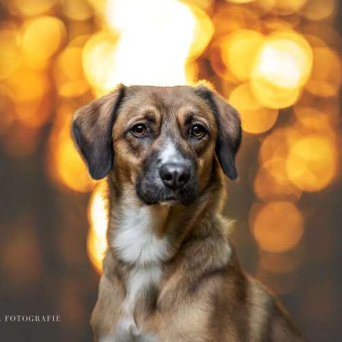 Hundeauslaufgebiet-Sofie Gruber Fotografie-Bild