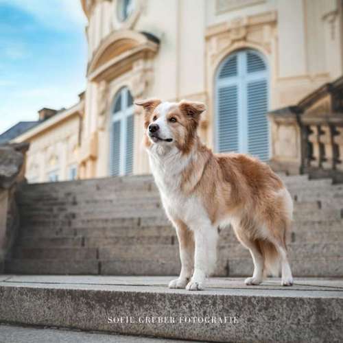 Hundeauslaufgebiet-Sofie Gruber Fotografie-Bild