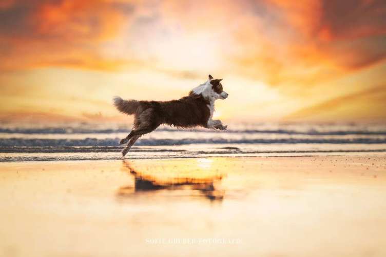 Hundeauslaufgebiet-Sofie Gruber Fotografie-Bild