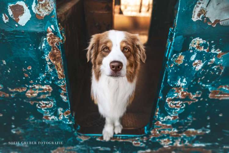 Hundeauslaufgebiet-Sofie Gruber Fotografie-Bild