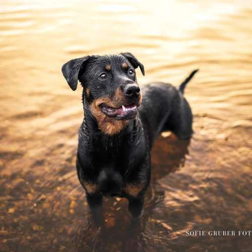 Hundeauslaufgebiet-Sofie Gruber Fotografie-Bild