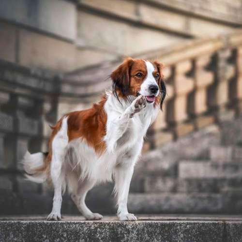 Hundeauslaufgebiet-Sofie Gruber Fotografie-Bild