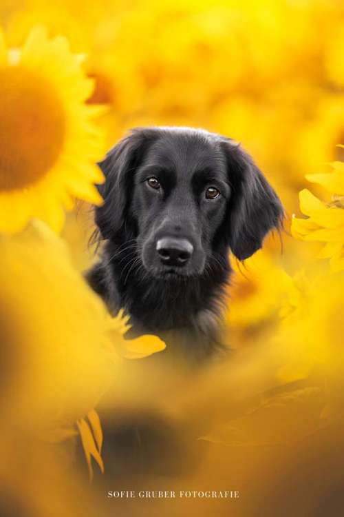 Hundeauslaufgebiet-Sofie Gruber Fotografie-Bild