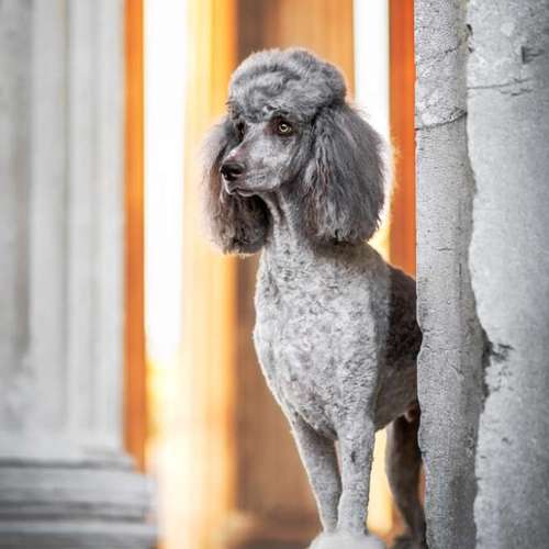 Hundeauslaufgebiet-Sofie Gruber Fotografie-Bild