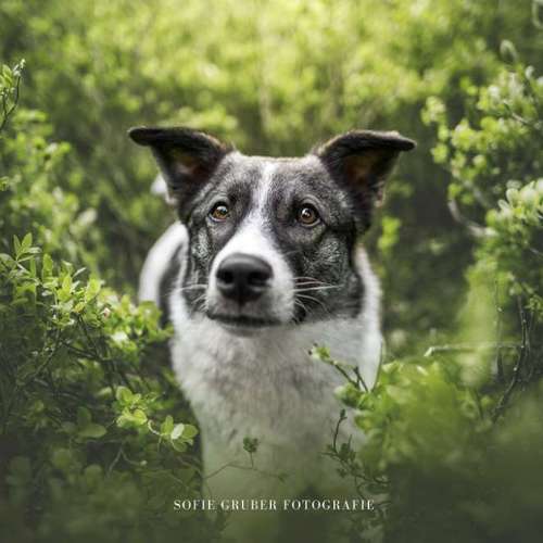 Hundeauslaufgebiet-Sofie Gruber Fotografie-Bild