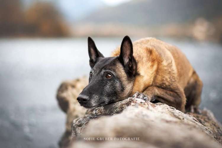 Hundeauslaufgebiet-Sofie Gruber Fotografie-Bild