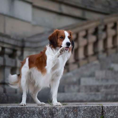 Hundeauslaufgebiet-Sofie Gruber Fotografie-Bild