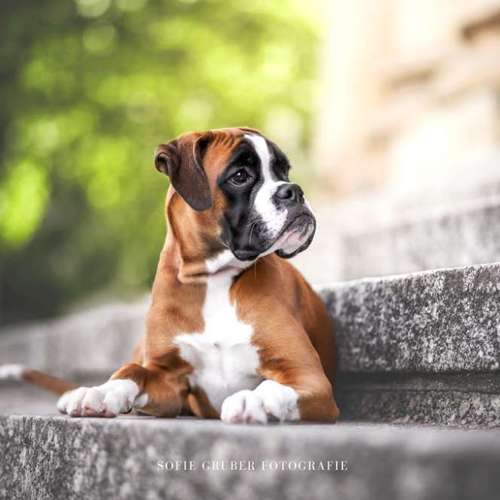 Hundeauslaufgebiet-Sofie Gruber Fotografie-Bild