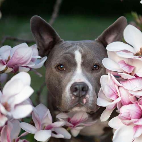 Hundeauslaufgebiet-Sofie Gruber Fotografie-Bild