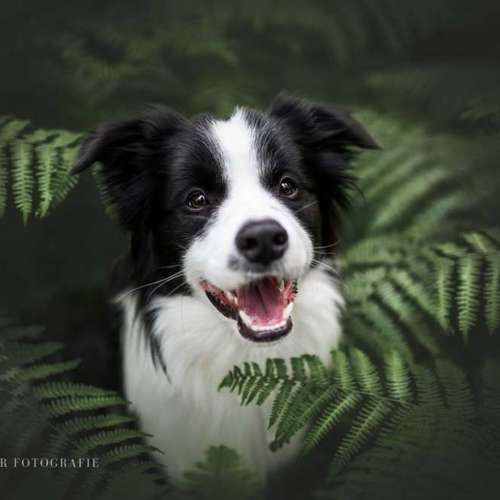 Hundeauslaufgebiet-Sofie Gruber Fotografie-Bild