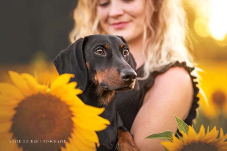 Hundeauslaufgebiet-Sofie Gruber Fotografie-Bild