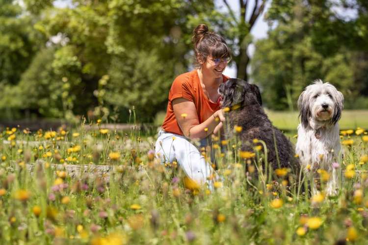 Hundeauslaufgebiet-Carmens Bunte Hunde-Bild