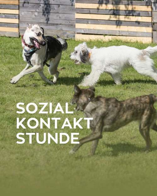 Hundeauslaufgebiet-Carmens Bunte Hunde-Bild