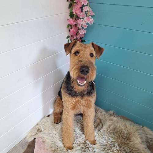 Hundeauslaufgebiet-Fell Duell-Bild