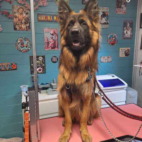 Hundeauslaufgebiet-Fell Duell-Bild