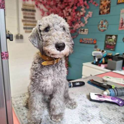 Hundeauslaufgebiet-Fell Duell-Bild