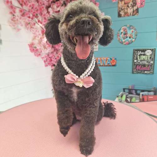 Hundeauslaufgebiet-Fell Duell-Bild