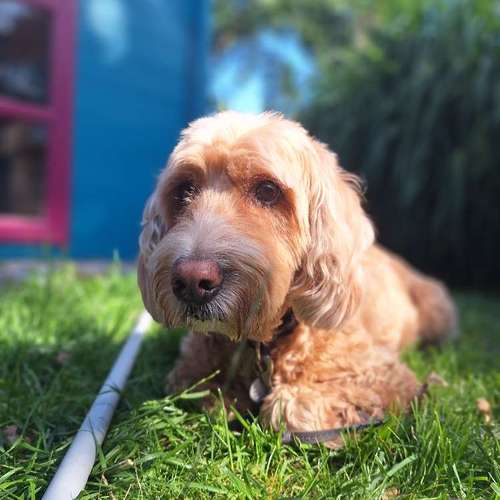 Hundeauslaufgebiet-Fell Duell-Bild