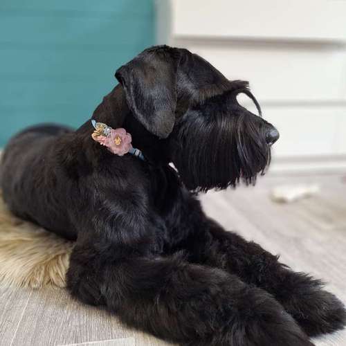 Hundeauslaufgebiet-Fell Duell-Bild