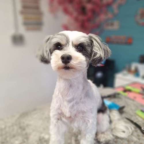 Hundeauslaufgebiet-Fell Duell-Bild