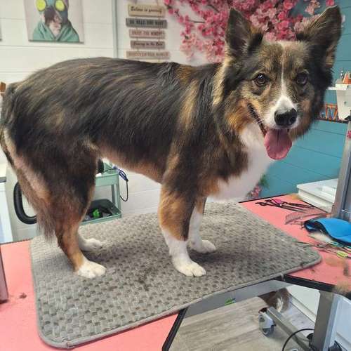 Hundeauslaufgebiet-Fell Duell-Bild