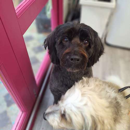 Hundeauslaufgebiet-Fell Duell-Bild