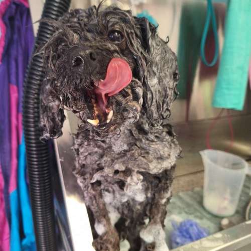 Hundeauslaufgebiet-Fell Duell-Bild