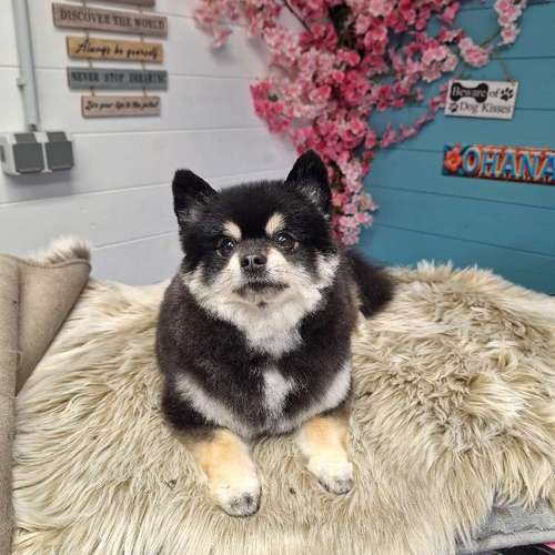 Hundeauslaufgebiet-Fell Duell-Bild