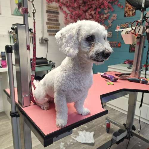 Hundeauslaufgebiet-Fell Duell-Bild