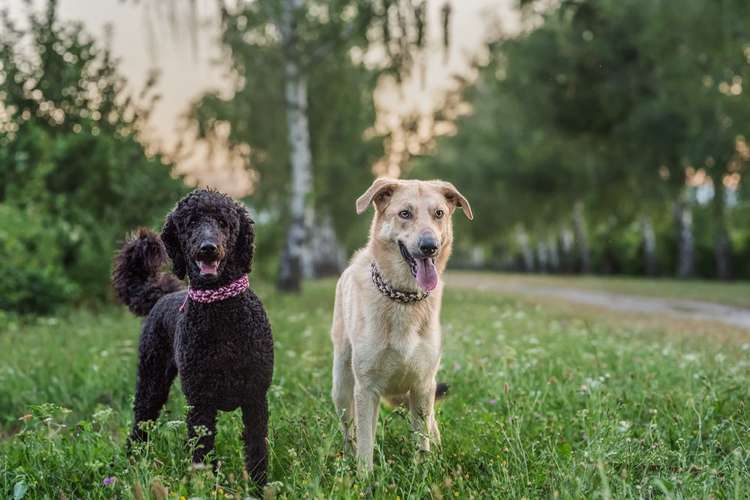 Hundeauslaufgebiet-Lockennase-Bild