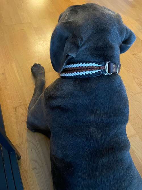 Hundeauslaufgebiet-Lockennase-Bild