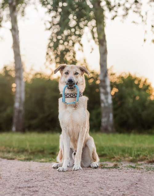 Hundeauslaufgebiet-Lockennase-Bild